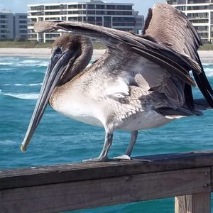 Meet your Posher, Patricia